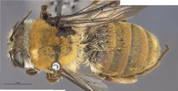 Media type: image;   Entomology 17217 Aspect: habitus dorsal view
